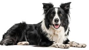 Border Collie puppy India